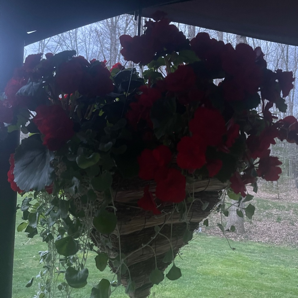 Meet your Posher, Rhonda